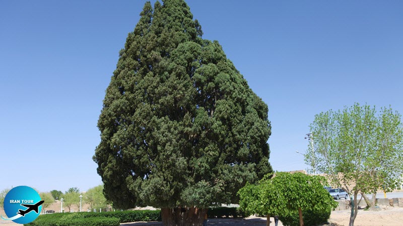 World’s Oldest Cedar Tree