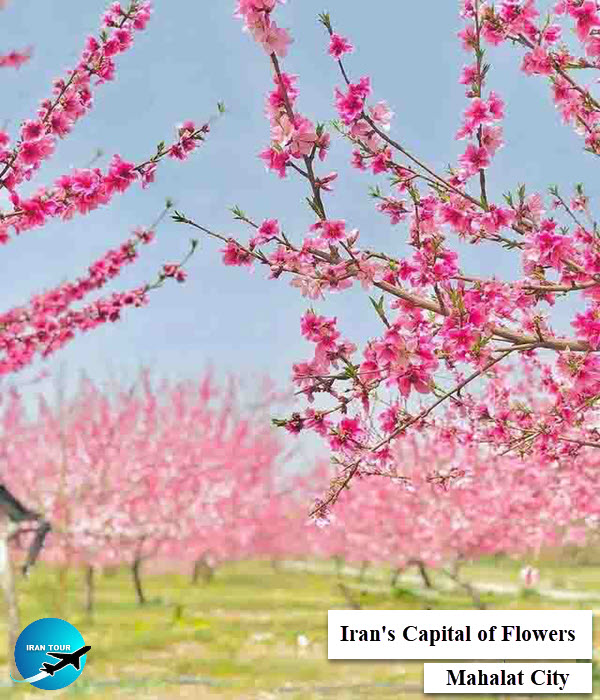 Mahallat, the capital of Iran's flower