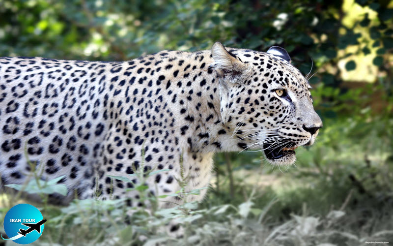 Persian_leopard