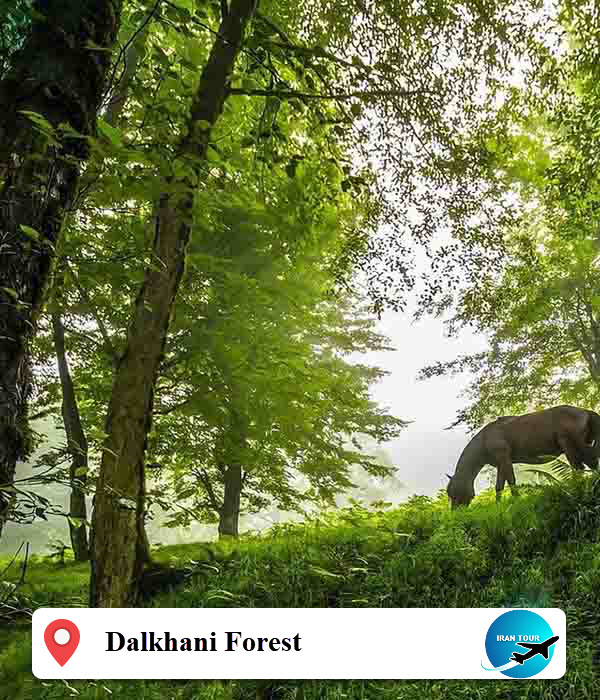 Dalkhani Jungle