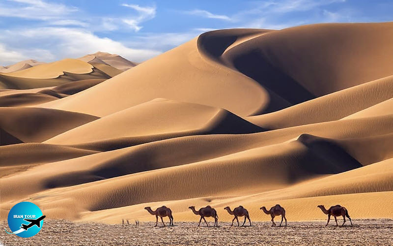Camel riding tour in Maranjab Desert